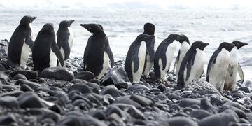Penguins on the Beach